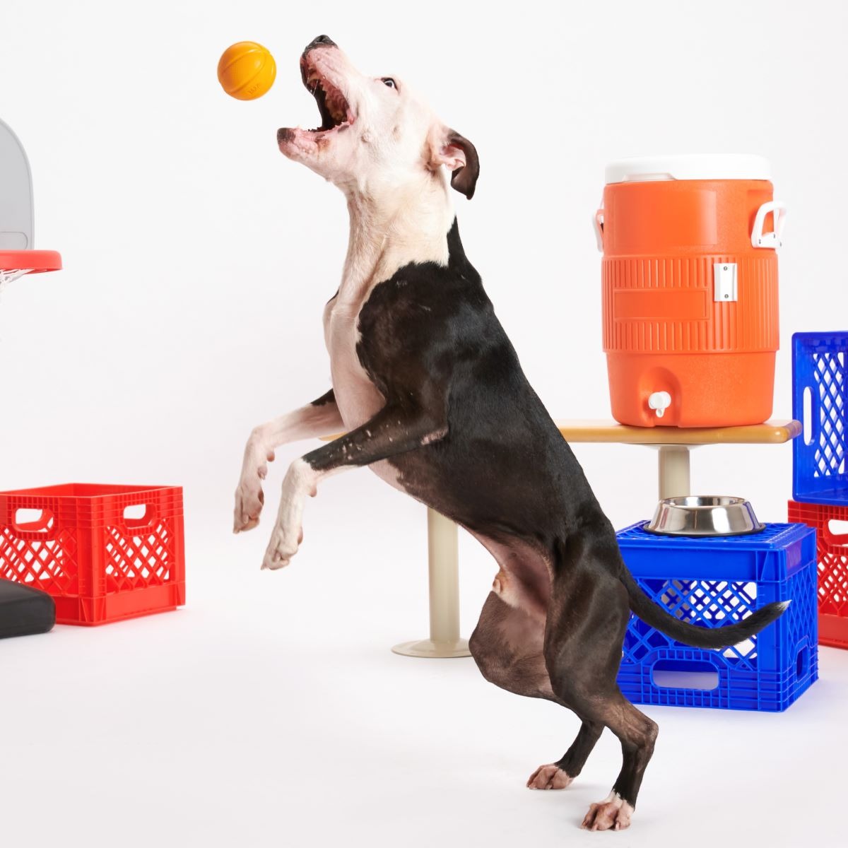 Free Throw Basketball Super Chewer Durable Fetch Dog Toy