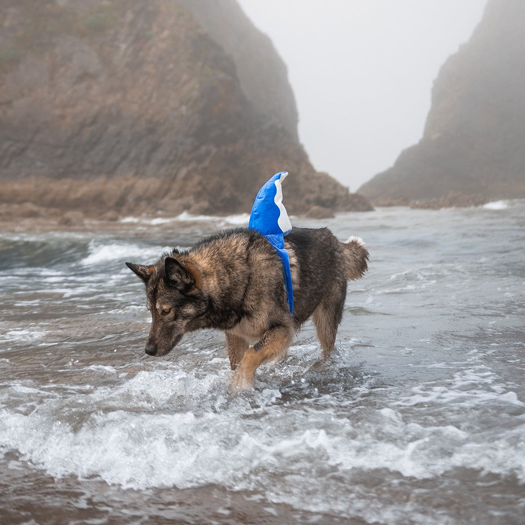Bark Fin Plush Tug + Wearable Dog Toy