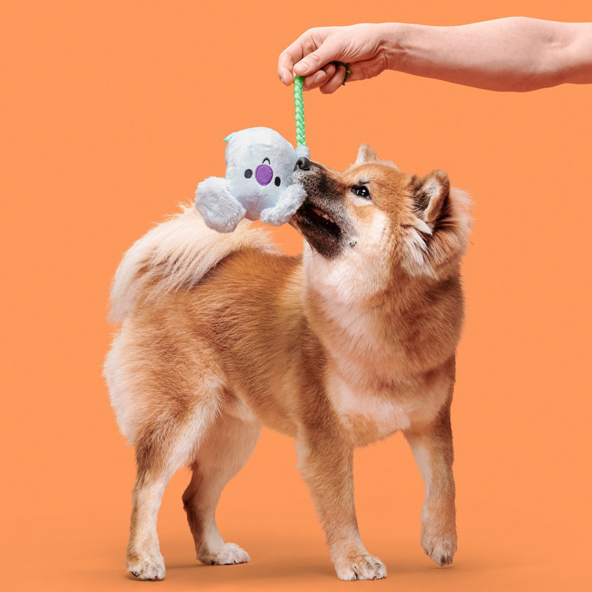 Koa Koala Plush Tug Dog Toy
