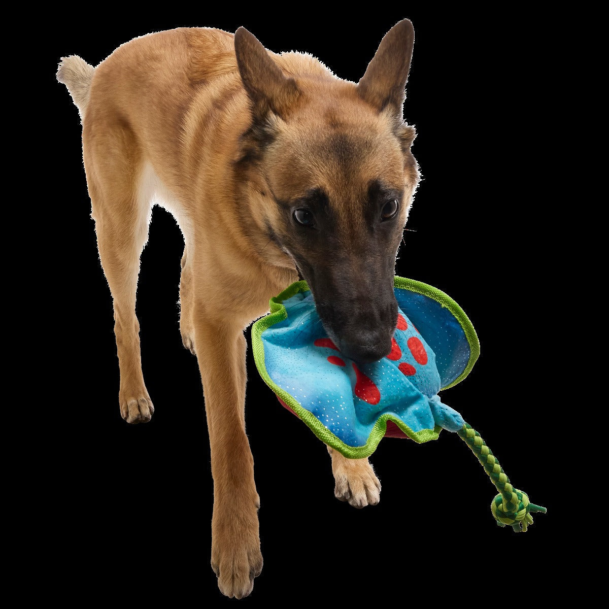 Manny Ray Plush Tug Dog Toy