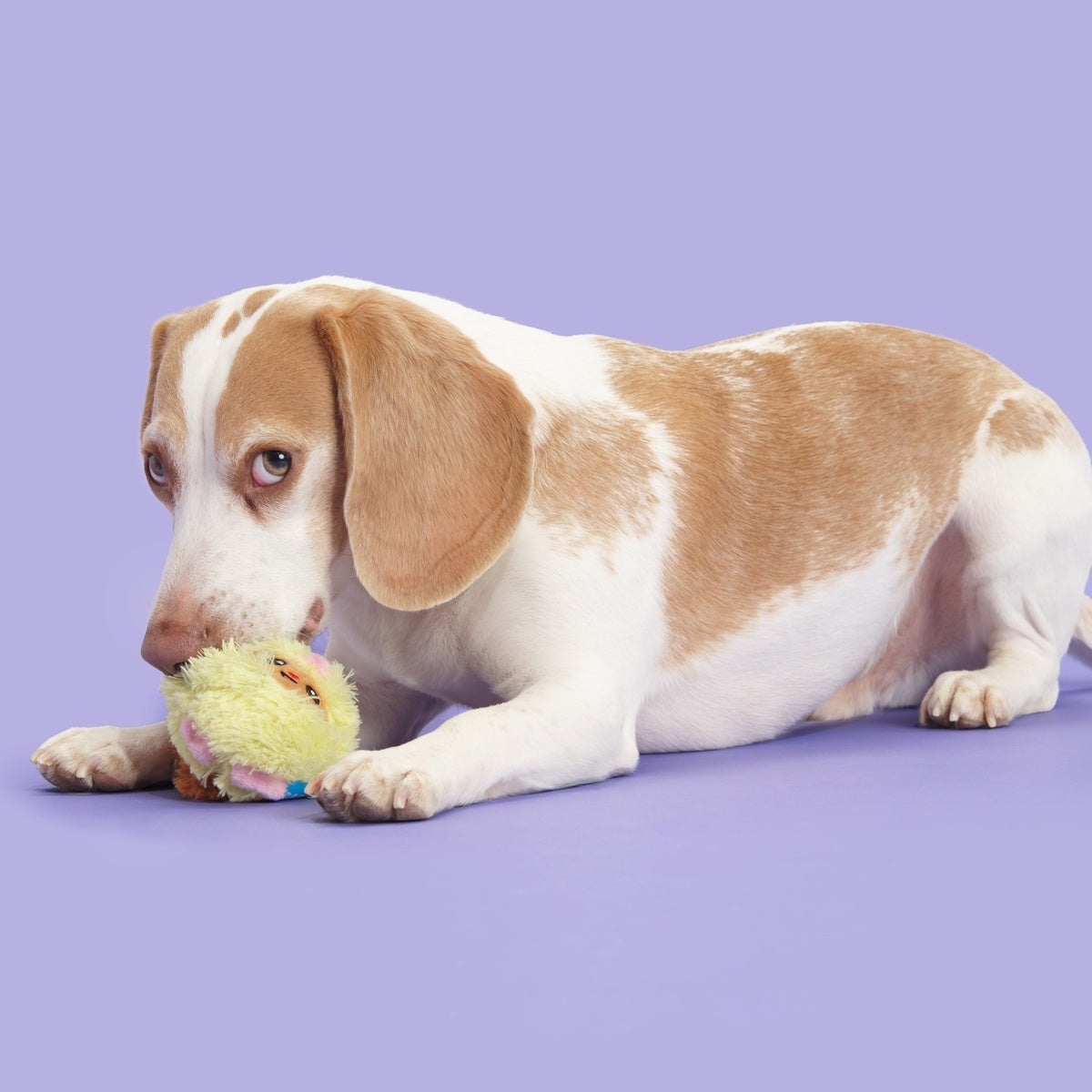 Trixie the Tricky Chicky Plush Fetch Dog Toy