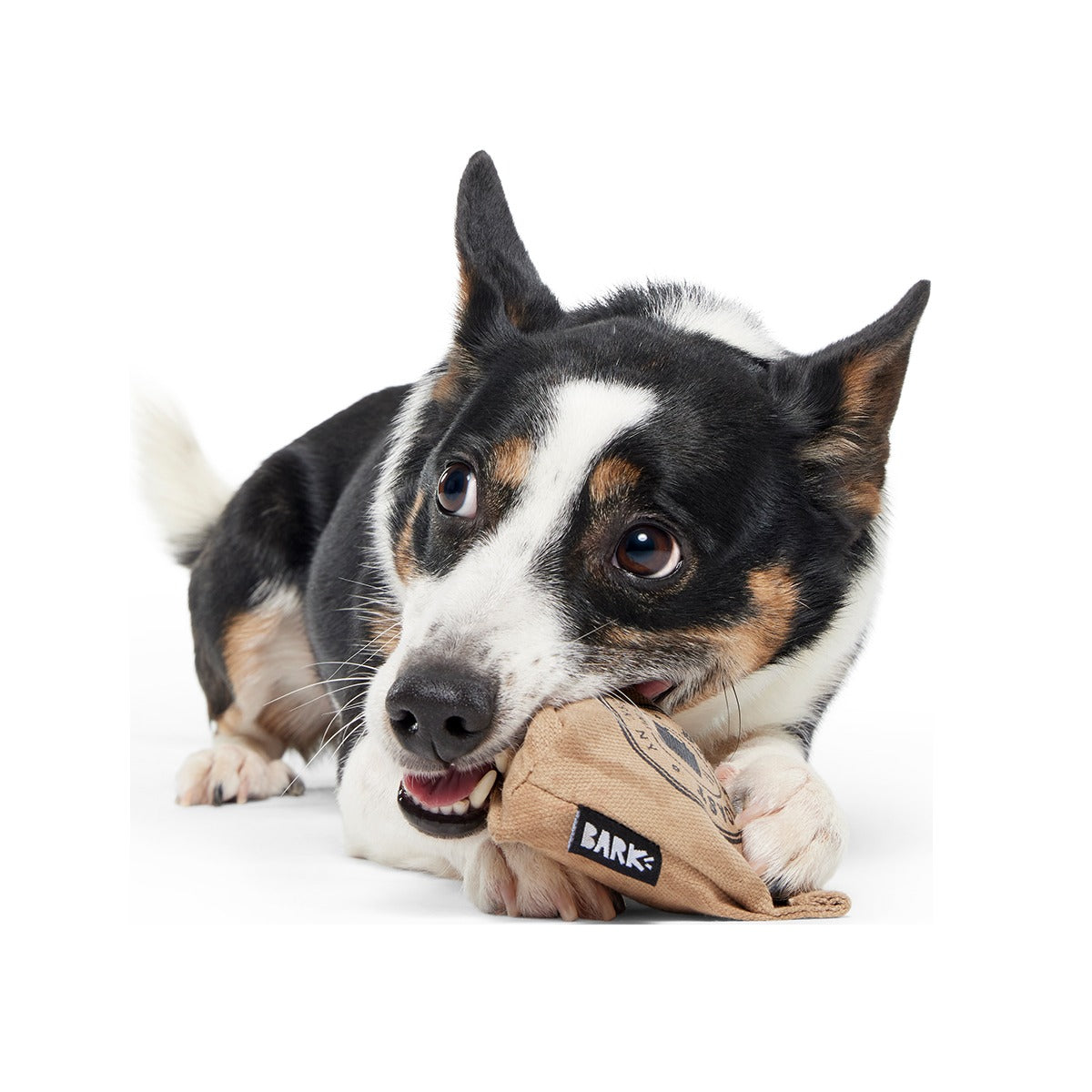 Jitter Pug Coffee Bean Super Chewer Durable 2-in-1 Dog Toy