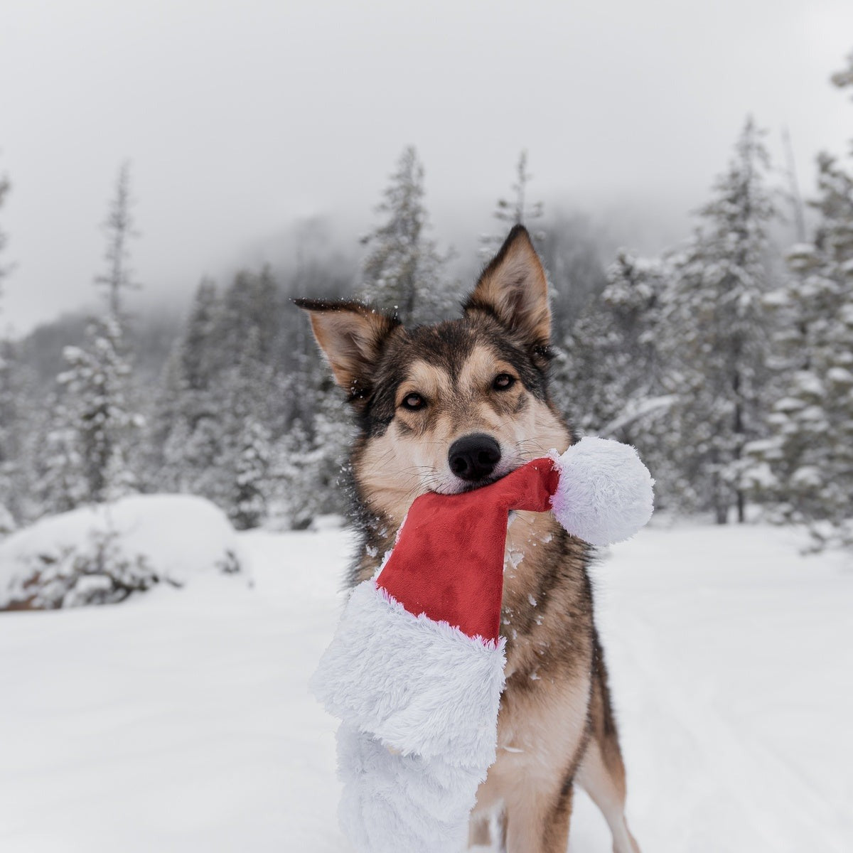 Here Comes Santa Paws Plush Wearable Tug Dog Toy