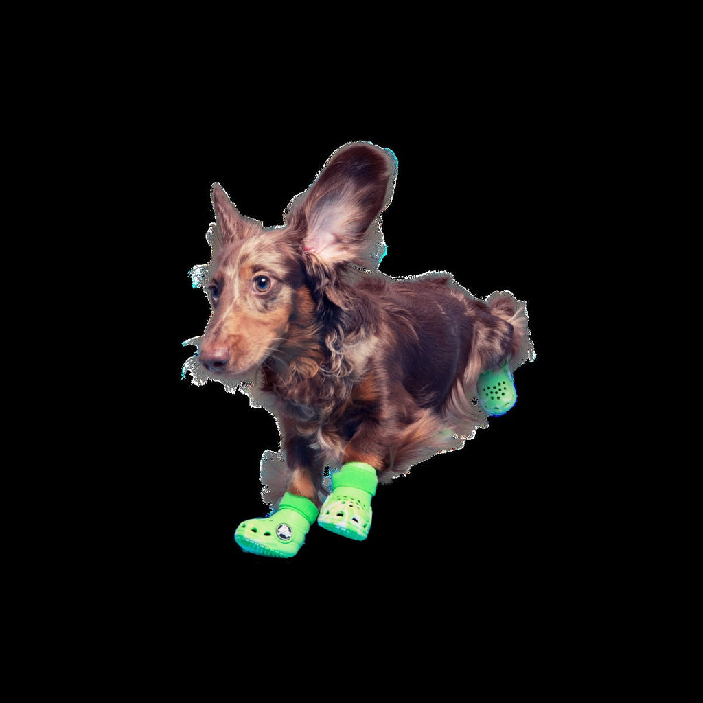 CrocsTM Shoes For Dogs