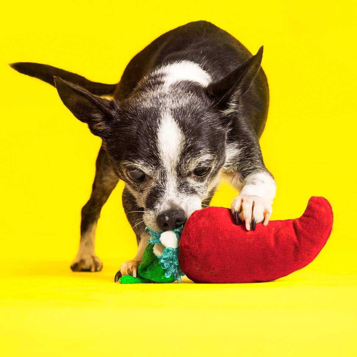 Muy Caliente Jalapeno Plush Tug Dog Toy