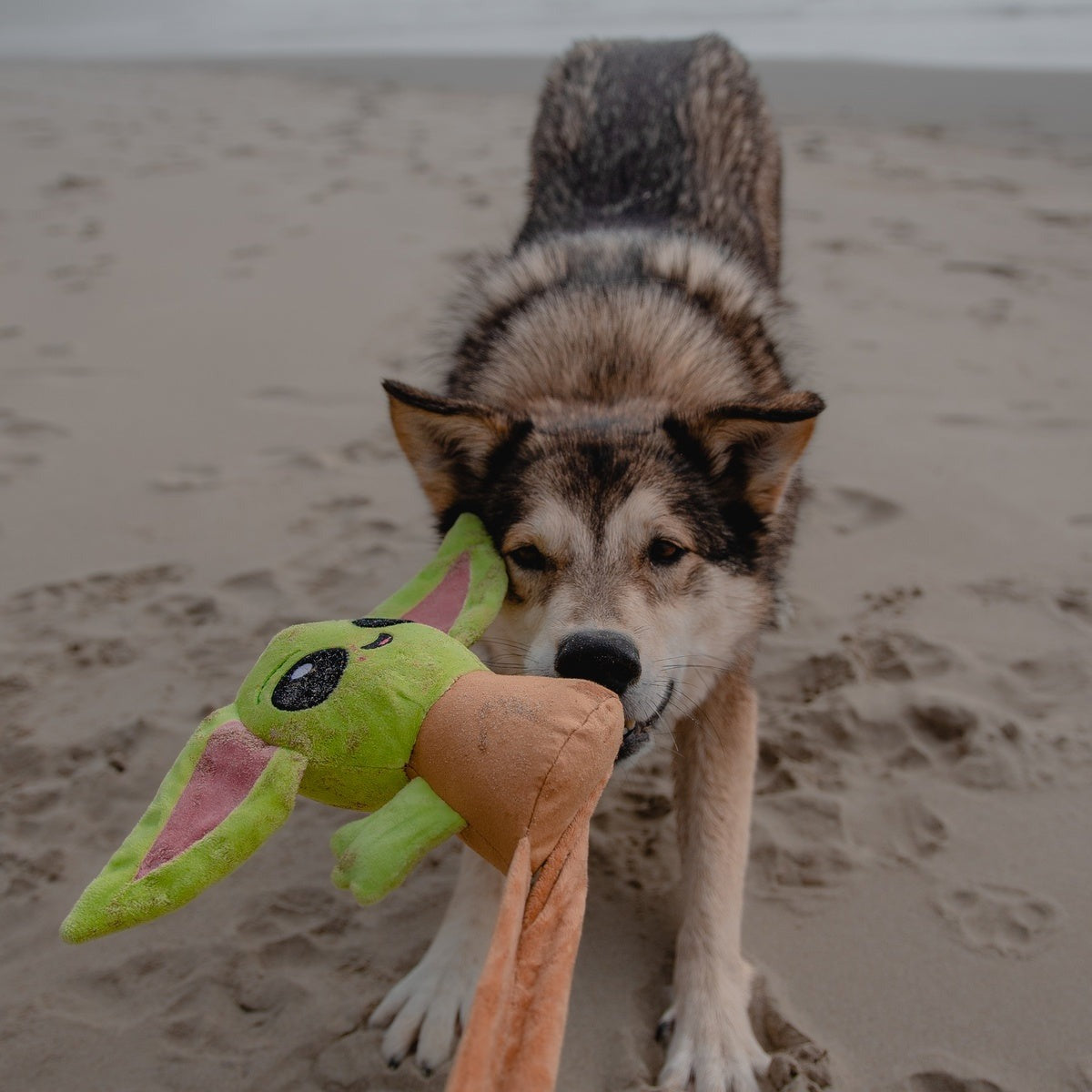 Ride along GroguTM Plush Wearable Tug Dog Toy