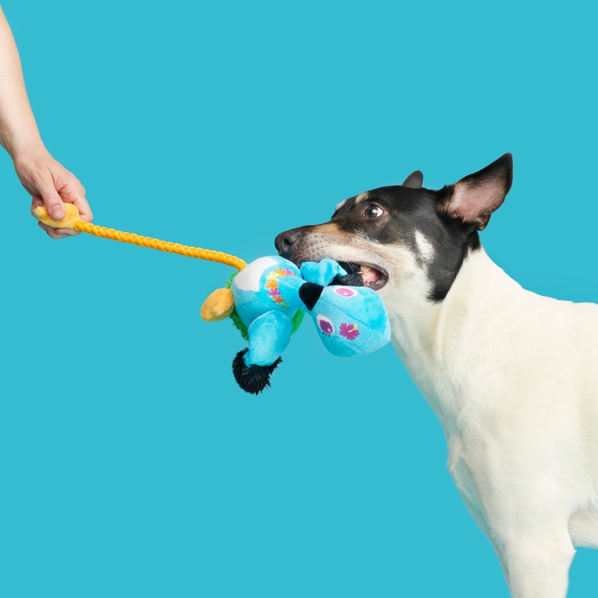 Lele the Nene Goose Plush Tug + Extra-Large Dog Toy