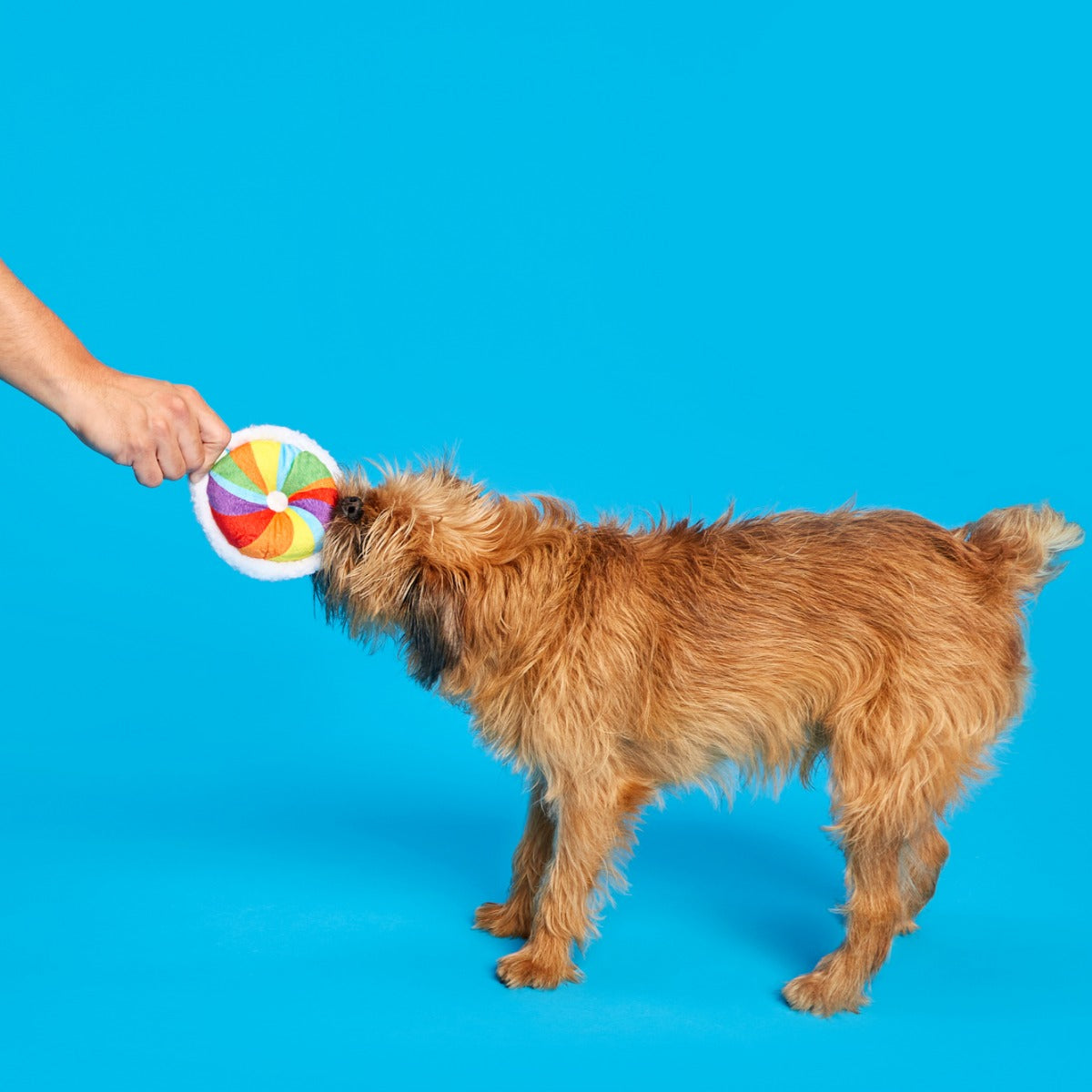 Rainbow-wow Bagel Plush Tug Dog Toy