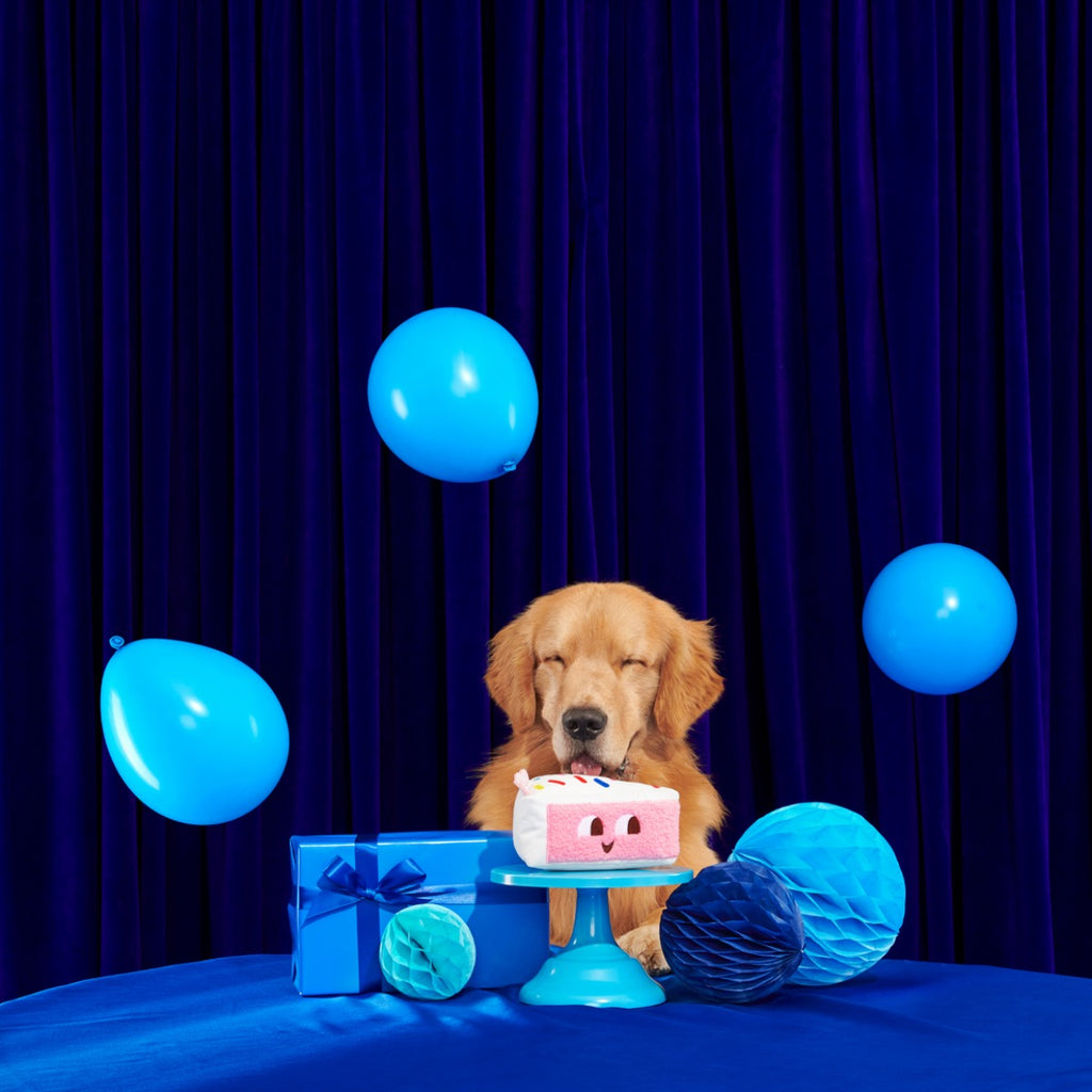 Birthday Kate Plush Tug Dog Toy