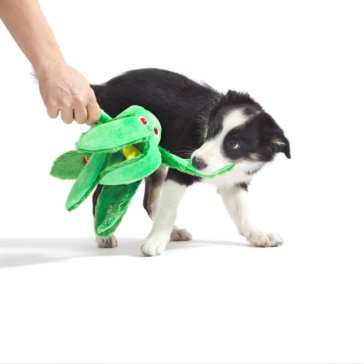 Holly Jolly Ollie Plush Tug Dog Toy