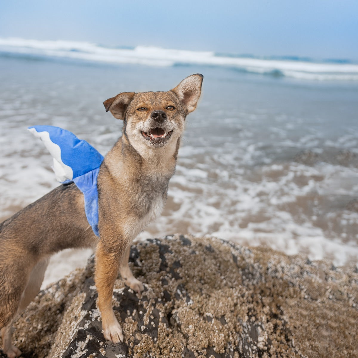 Bark Fin Plush Tug + Wearable Dog Toy