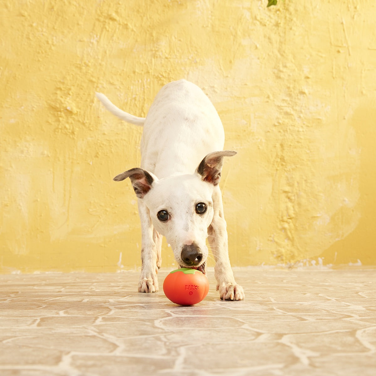 Tomato Tomutto Super Chewer Durable Fetch Dog Toy