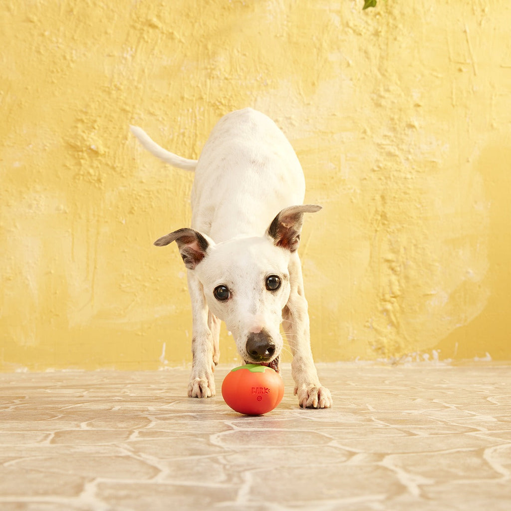 Tomato Tomutto Super Chewer Durable Fetch Dog Toy