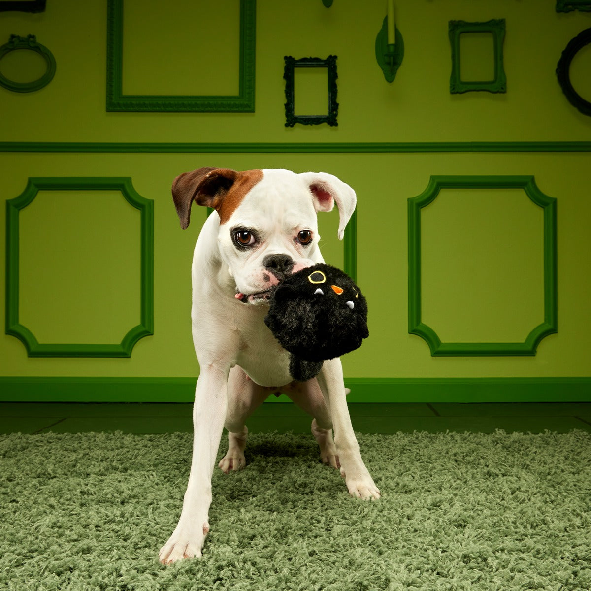 Black Alley Cat Super Chewer Durable 2-in-1 + Tug + Fetch Dog Toy