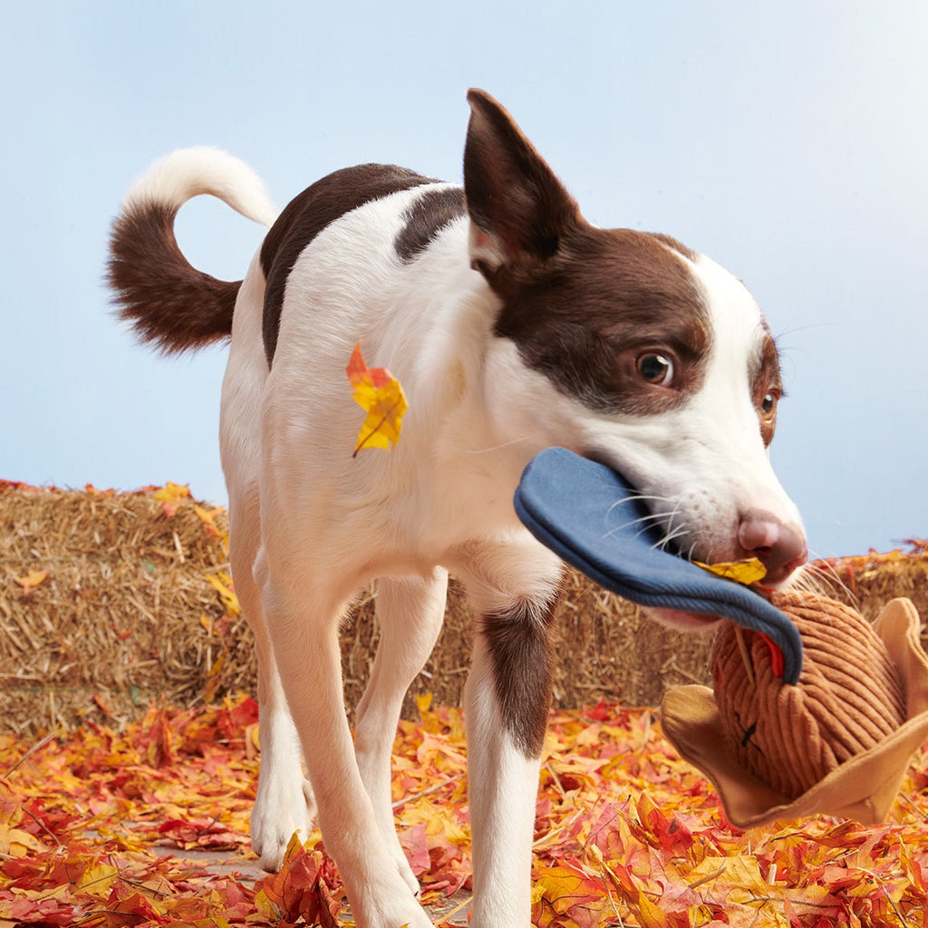 Shreddy Eddy the Scarecrow Super Chewer Durable 2-in-1 + Tug Dog Toy