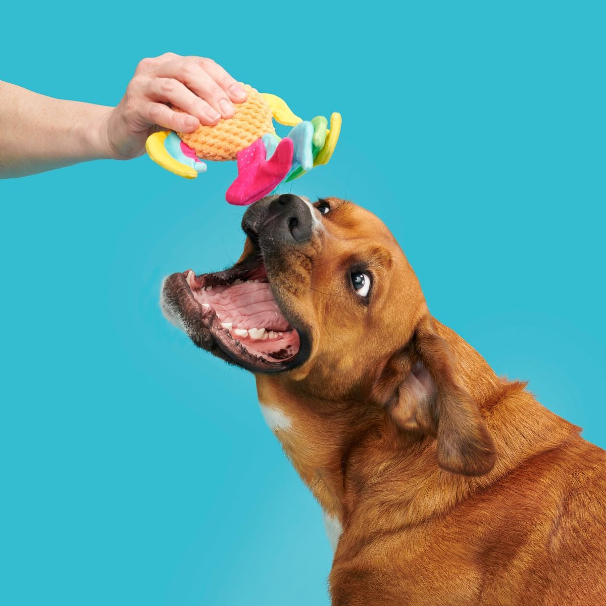 Ahi Tina Plush Tug Dog Toy