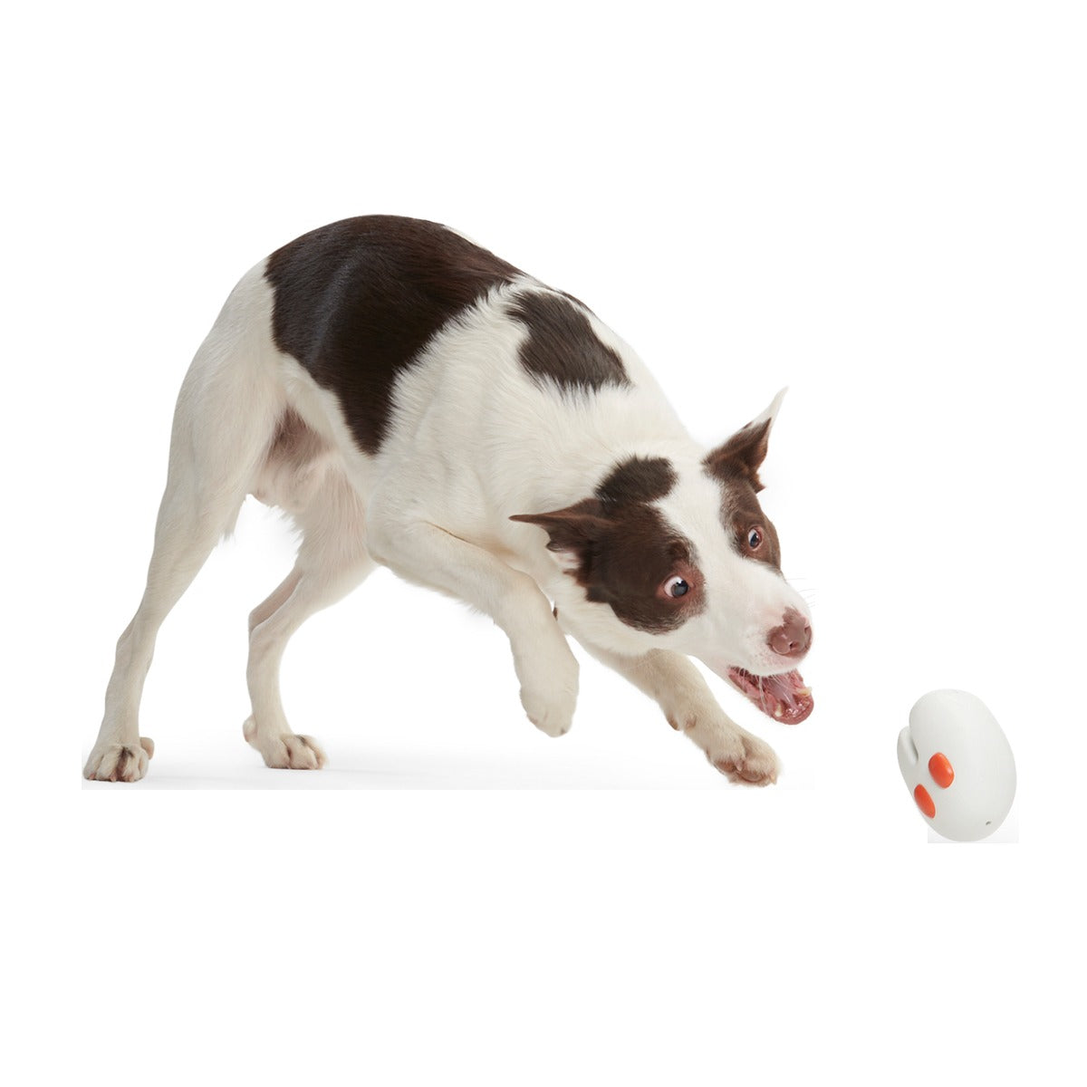 Frank the Fresno Nightcrawler Super Chewer Durable Enrichment Dog Toy