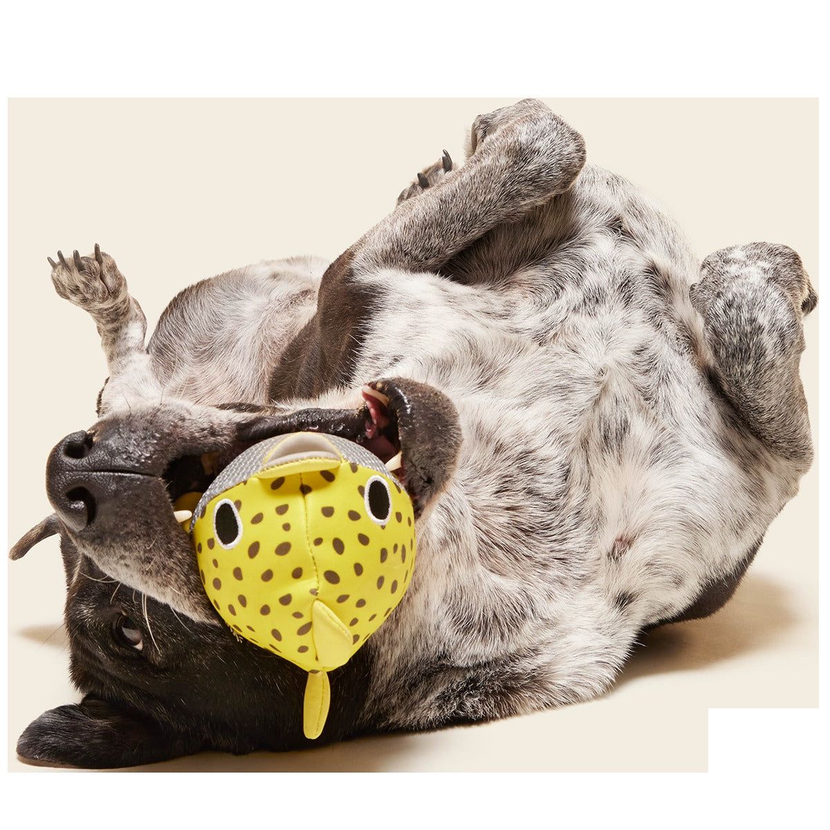 Blowfetch Super Chewer Durable 2-in-1 + Fetch Dog Toy