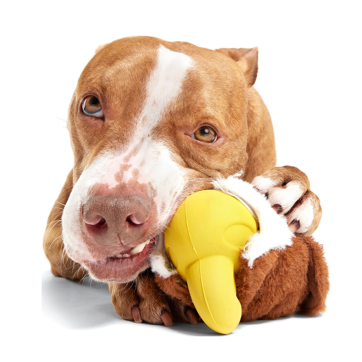Rock Creek Eagle Super Chewer Durable 2-in-1 + Enrichment Dog Toy