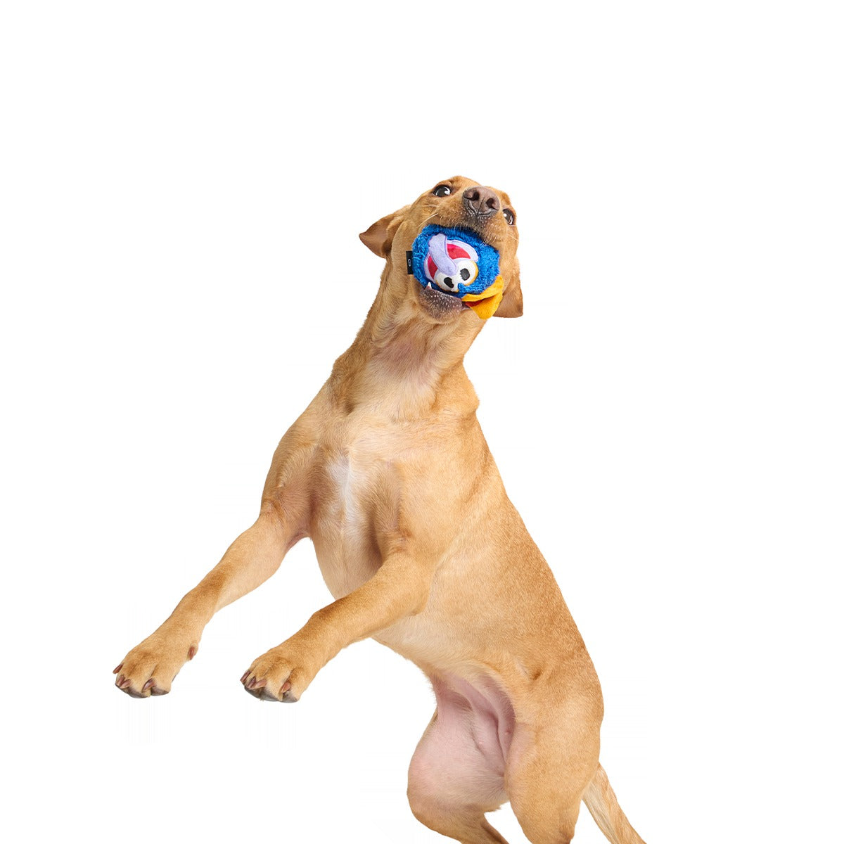 The Great Gonzo as "Charles Lick-ens" Super Chewer Durable 2-in-1 + Fetch Dog Toy