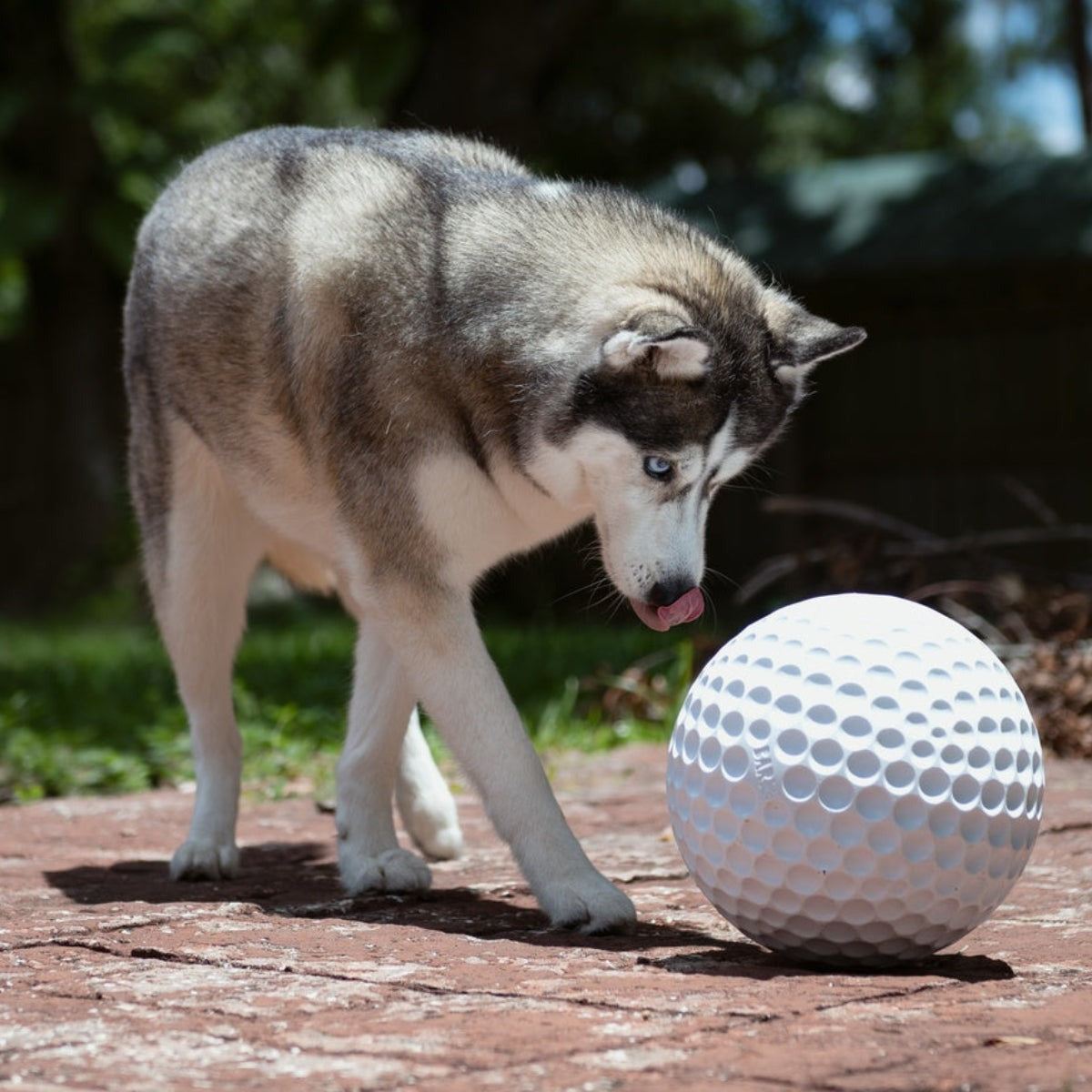 Big Swing Golf Ball Super Chewer Durable Extra-Large + Fetch Dog Toy