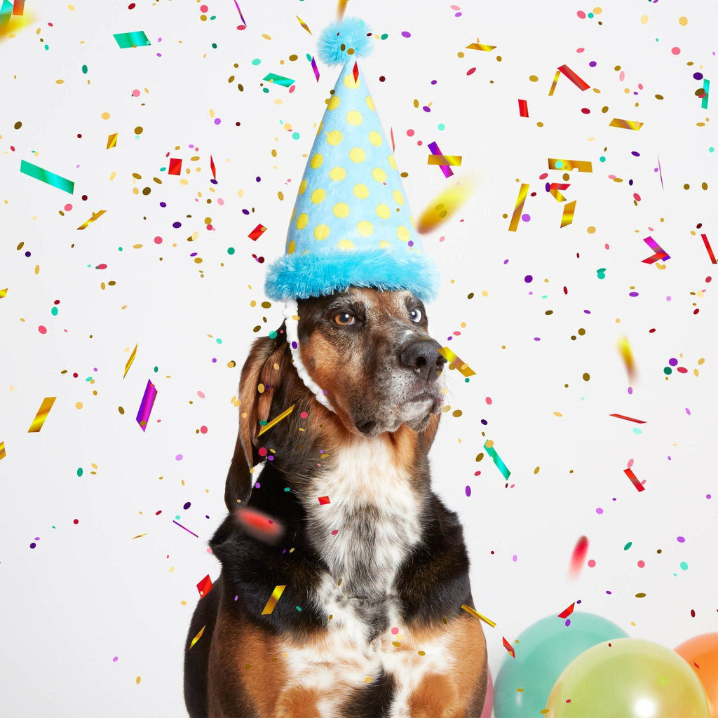 Party Hat Plush Wearable Dog Toy