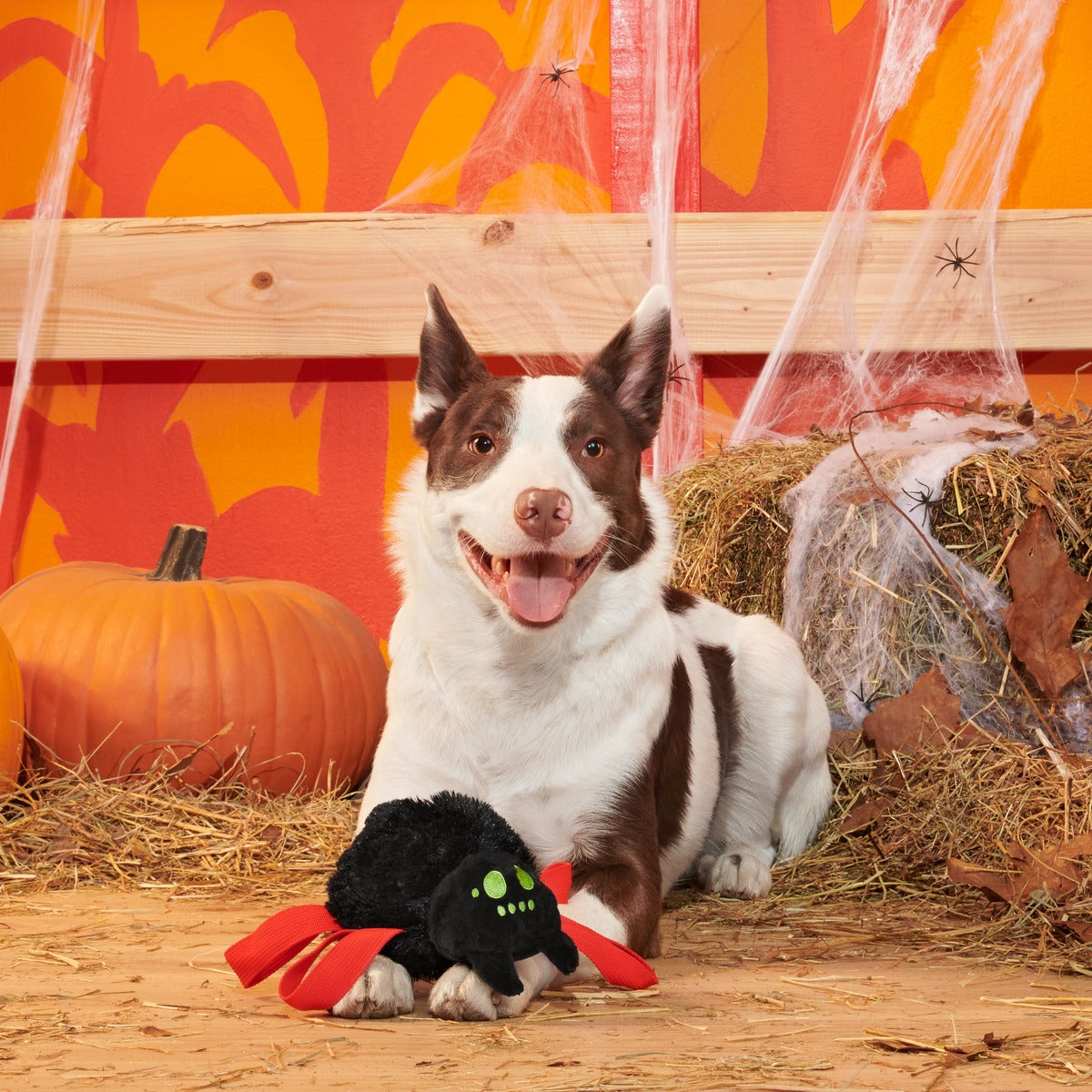 Blake Widow Plush Tug Dog Toy