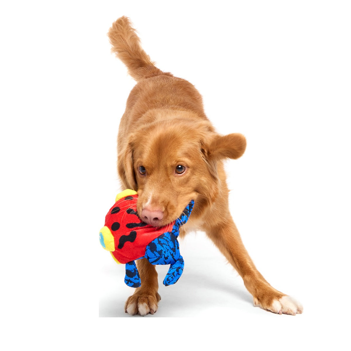 Freckles the Frog Plush 2-in-1 + Fetch Dog Toy