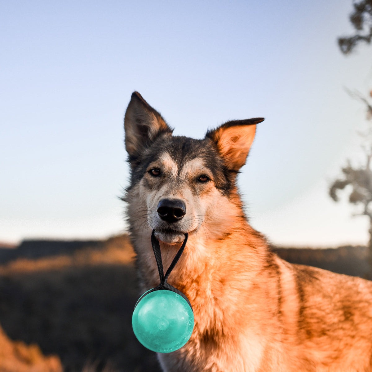 Shooting Star Super Chewer Durable Fetch + Tug Dog Toy