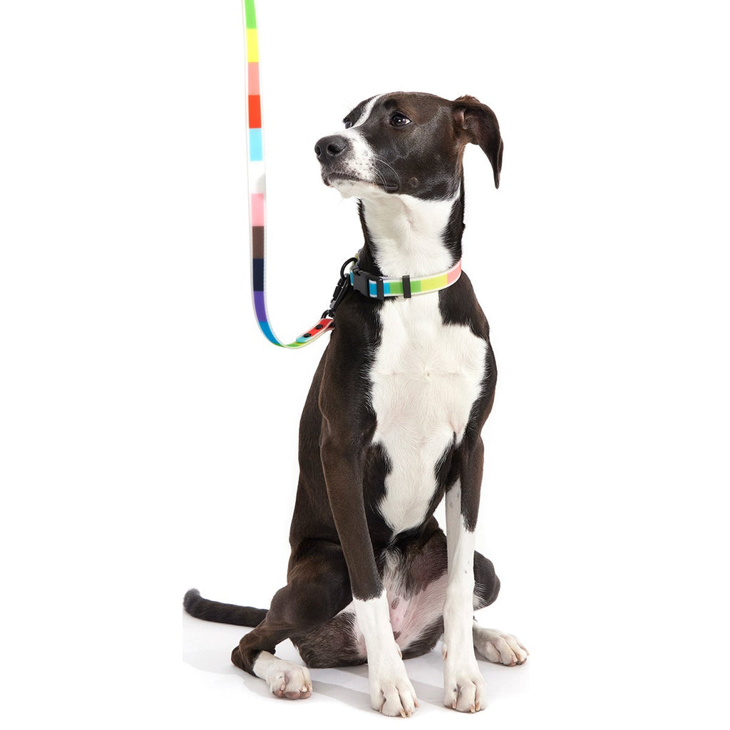 Pride Dog Walking Gear Bundle