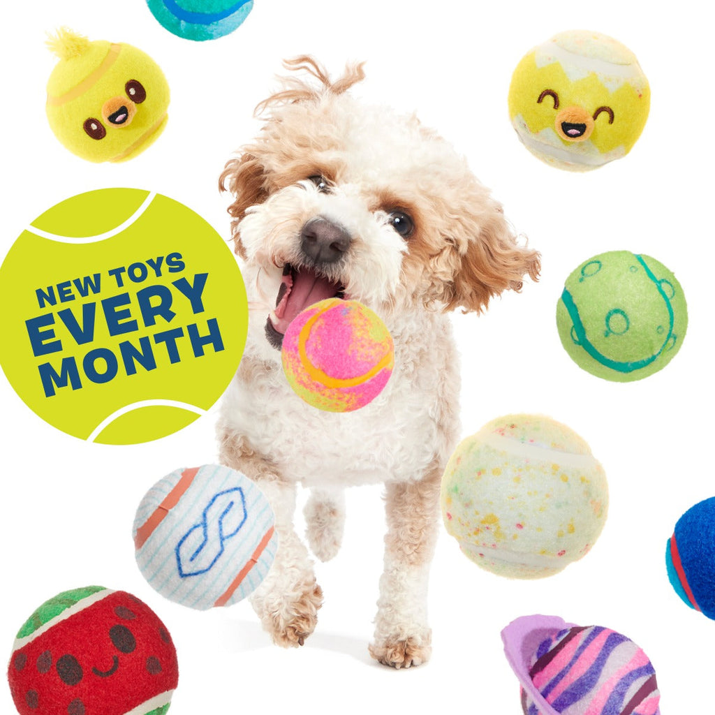 Tennis Ball Club, 3 Squeaky Monthly Tennis Ball Dog Toys