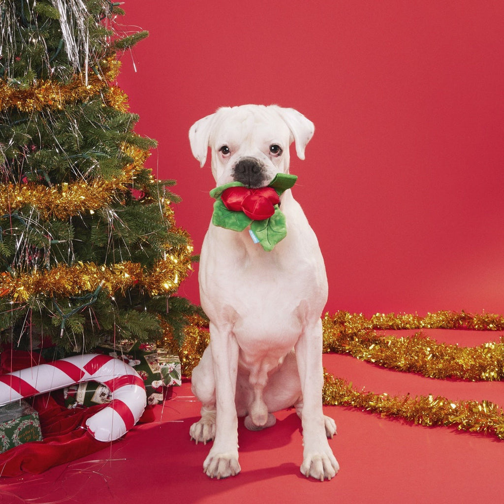 Mistletug Plush Tug Dog Toy