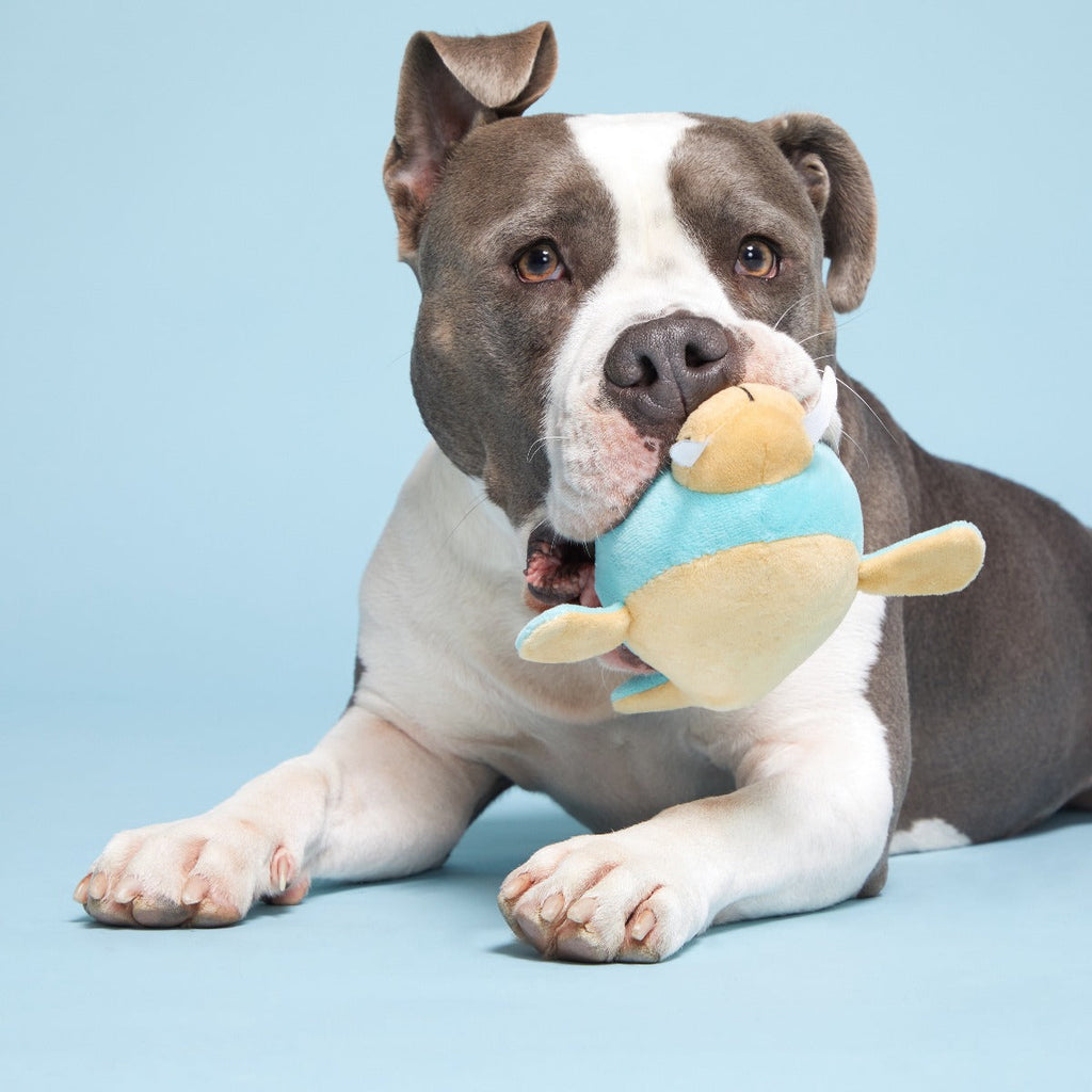 Blue Walrus Plush Tug + Fetch Dog Toy