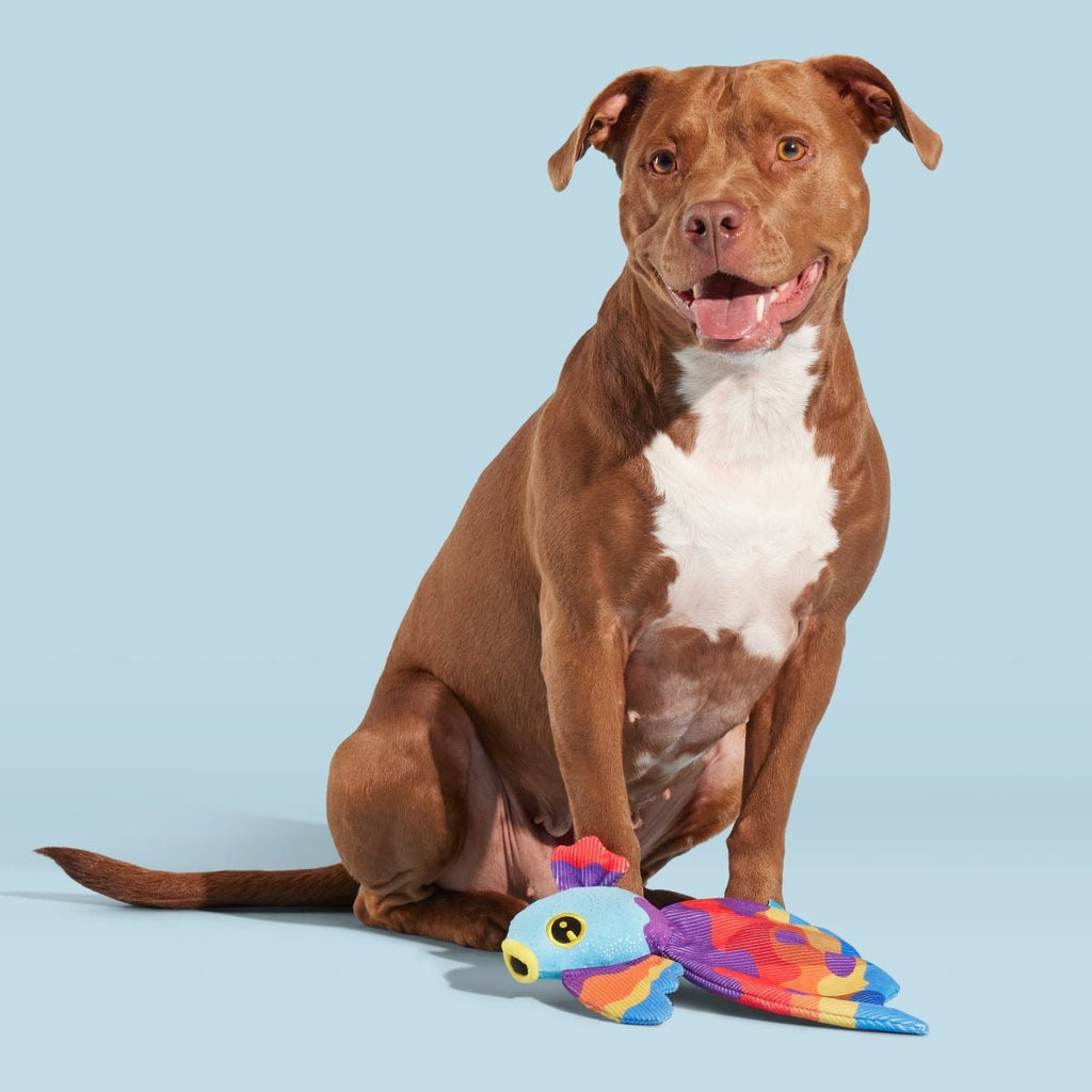 Beta Boop Plush Tug Dog Toy
