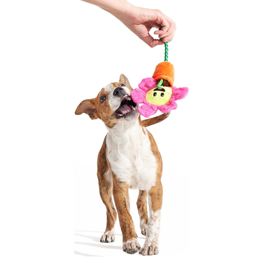 Rose the Daisy Plush Tug Dog Toy