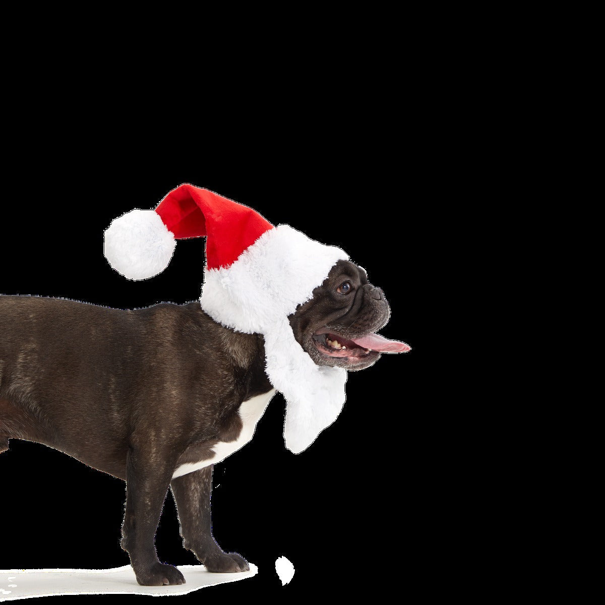 Here Comes Santa Paws Plush Wearable Tug Dog Toy