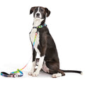 Pride Dog Walking Gear Bundle