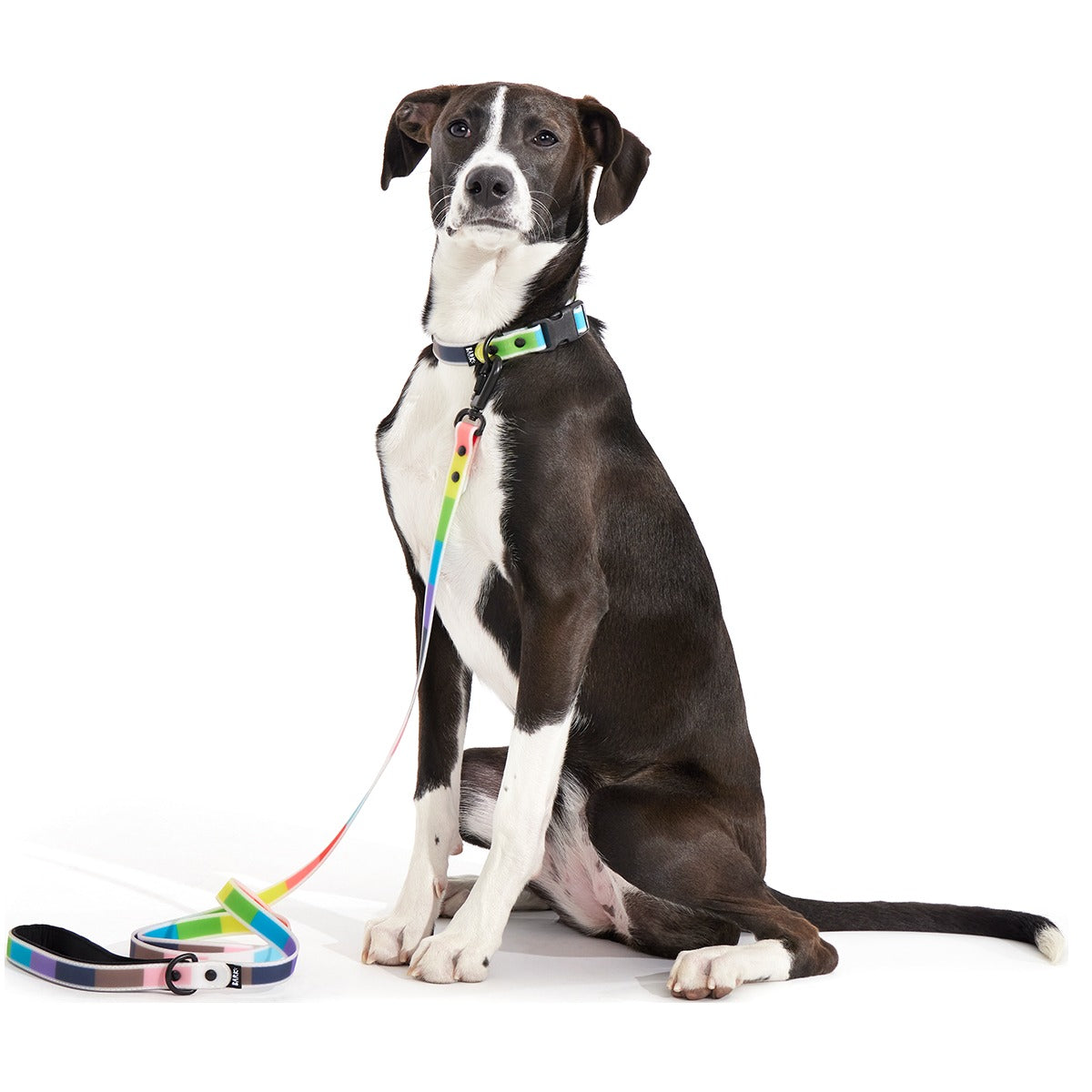 Pride Dog Walking Gear Bundle