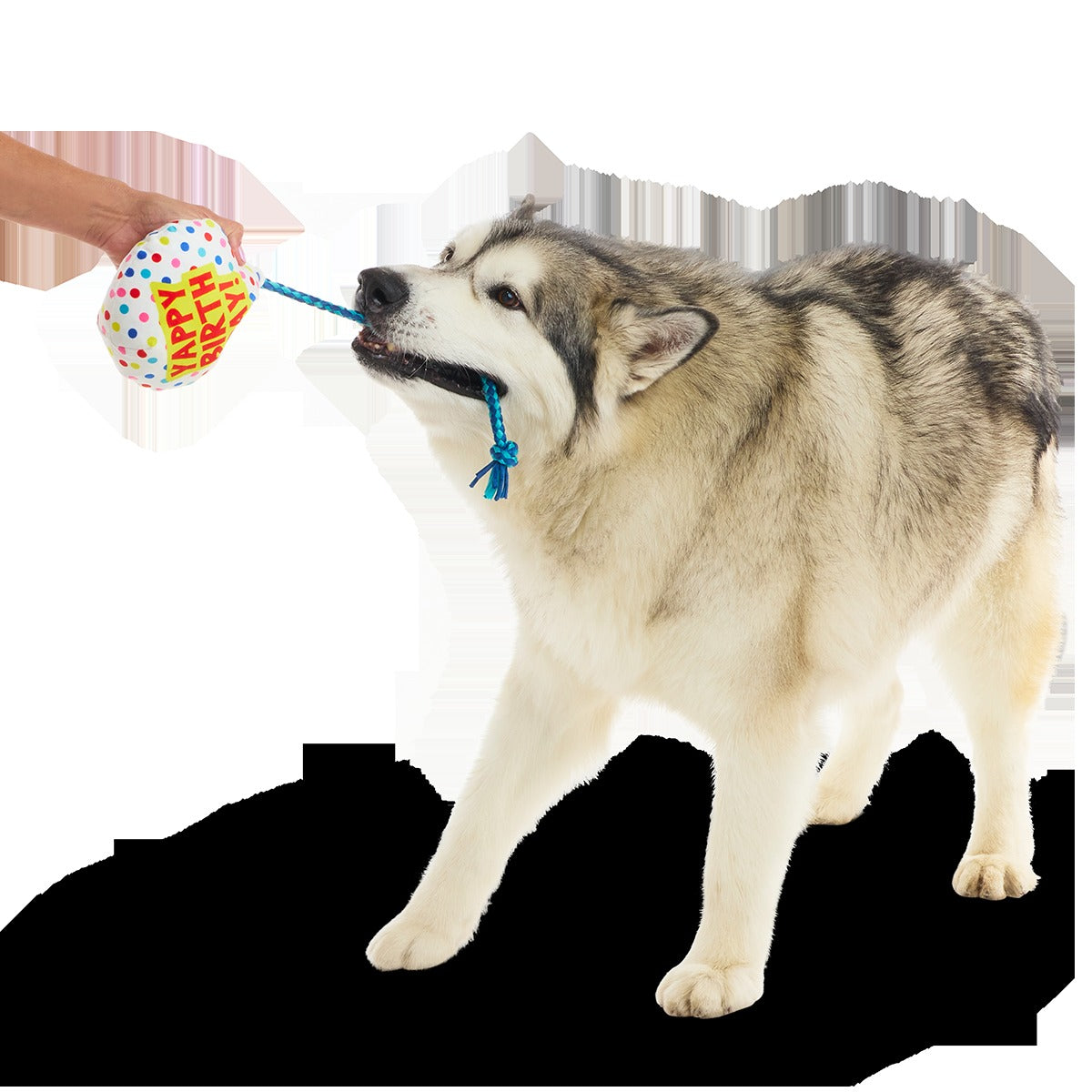 Yappy Birthday Balloon Plush Tug Dog Toy