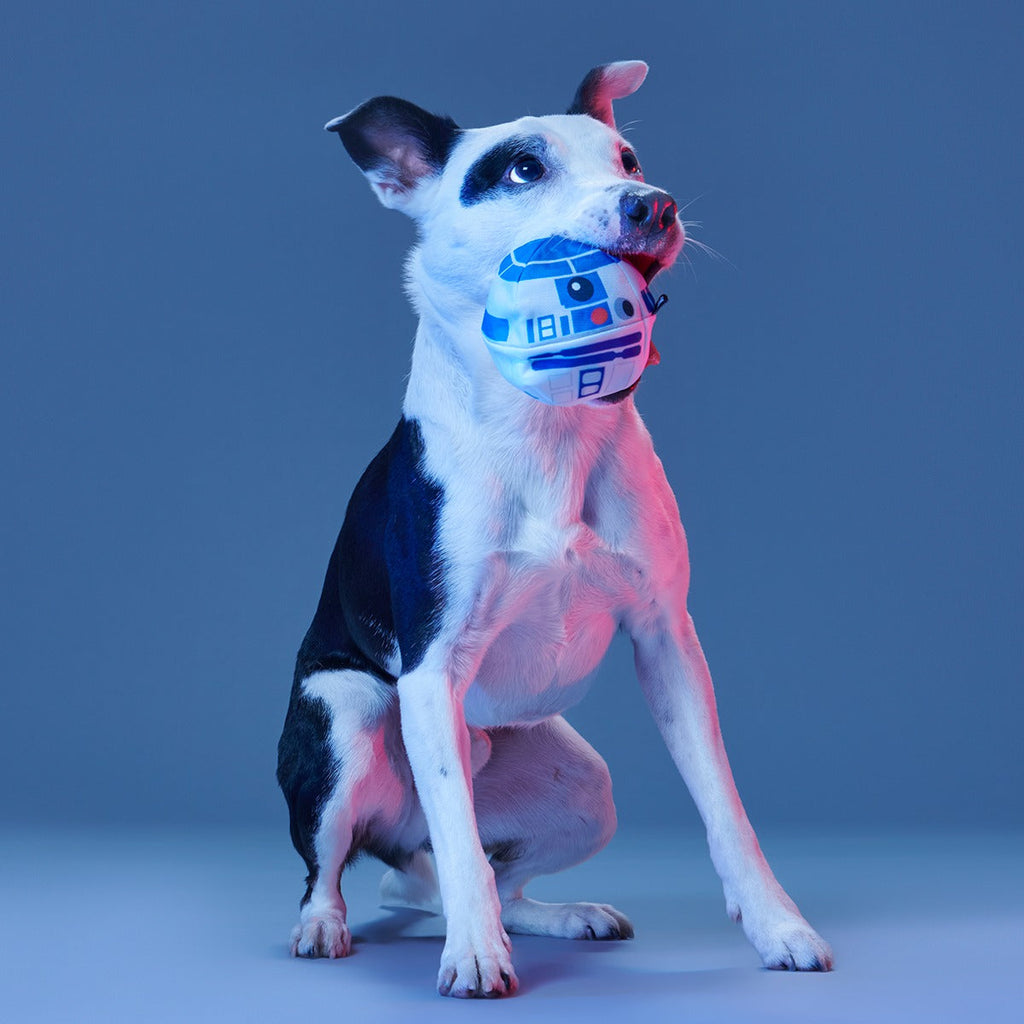 Chew Are My Only Hope Super Chewer Durable 2-in-1 + Fetch Dog Toy