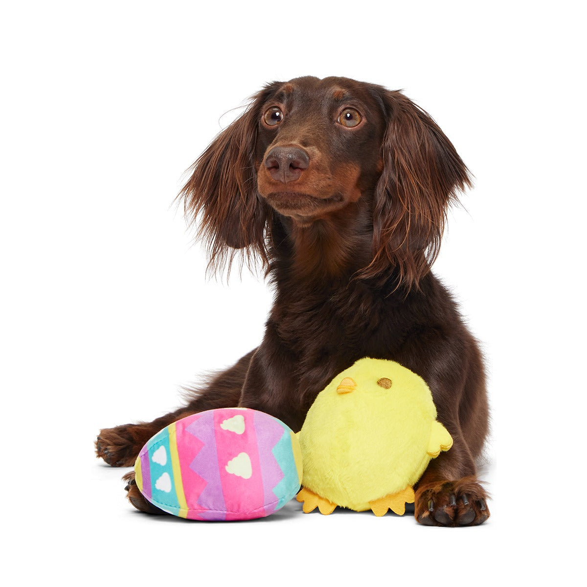 Chickie Poo Plush Multi-Part + Fetch Dog Toy