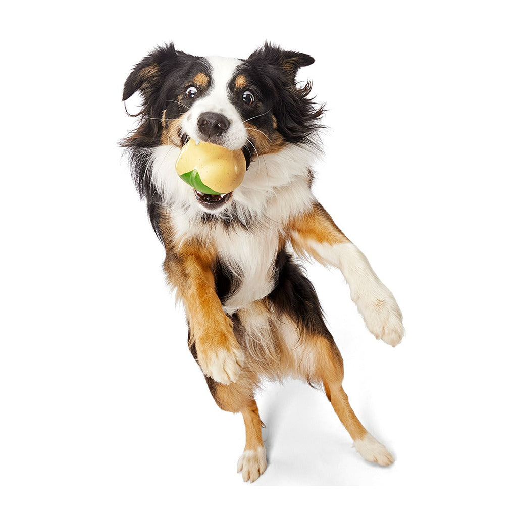 Jabba the Hut TM Slobber Lobber Super Chewer Durable Fetch Dog Toy
