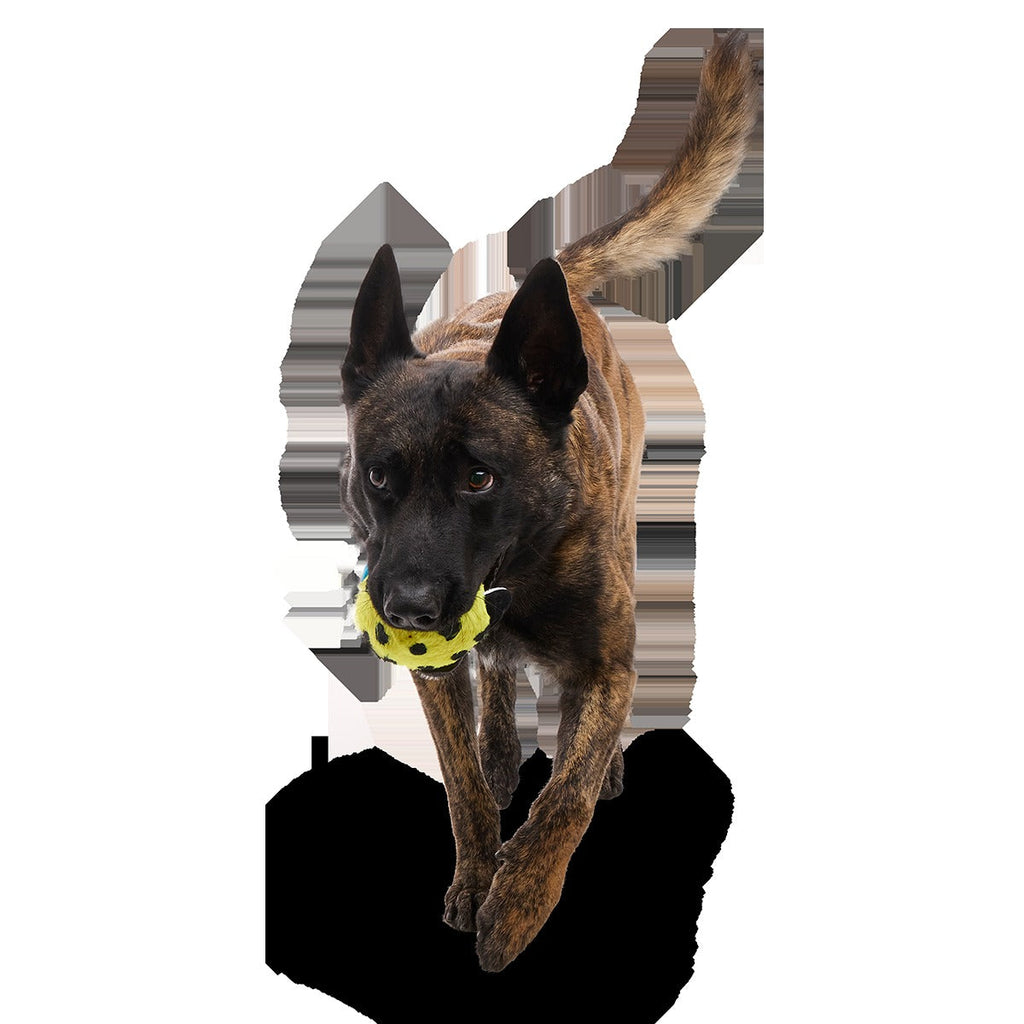 Duma Njaa Plush 3-in-1 + Fetch Dog Toy