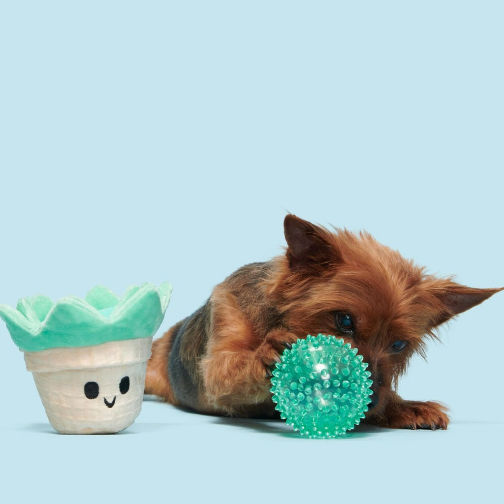 Suki Succulent Plush Multi-Part + Fetch Dog Toy