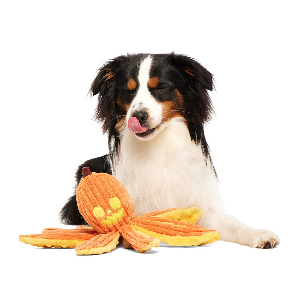 Jack-Ollie Lantern Plush Tug Dog Toy