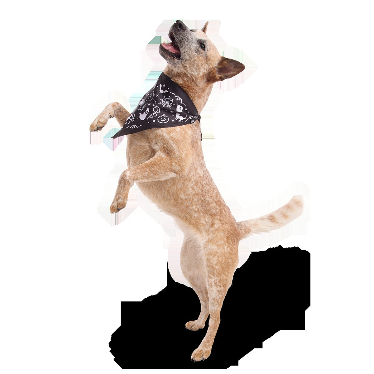 Boo Dog Bandana