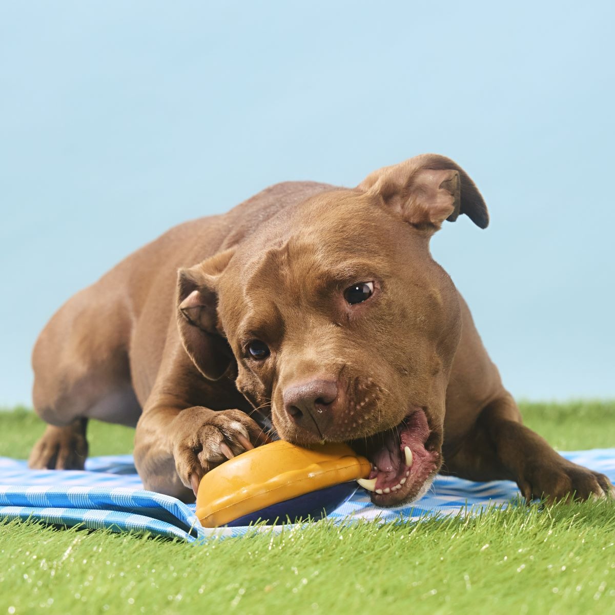 Blueberry Pie Super Chewer Durable Enrichment Dog Toy