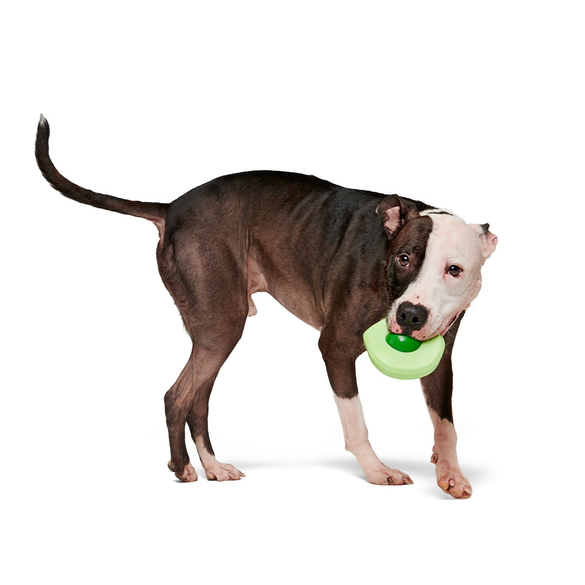 Green Egg Super Chewer Durable Gnaw Dog Toy