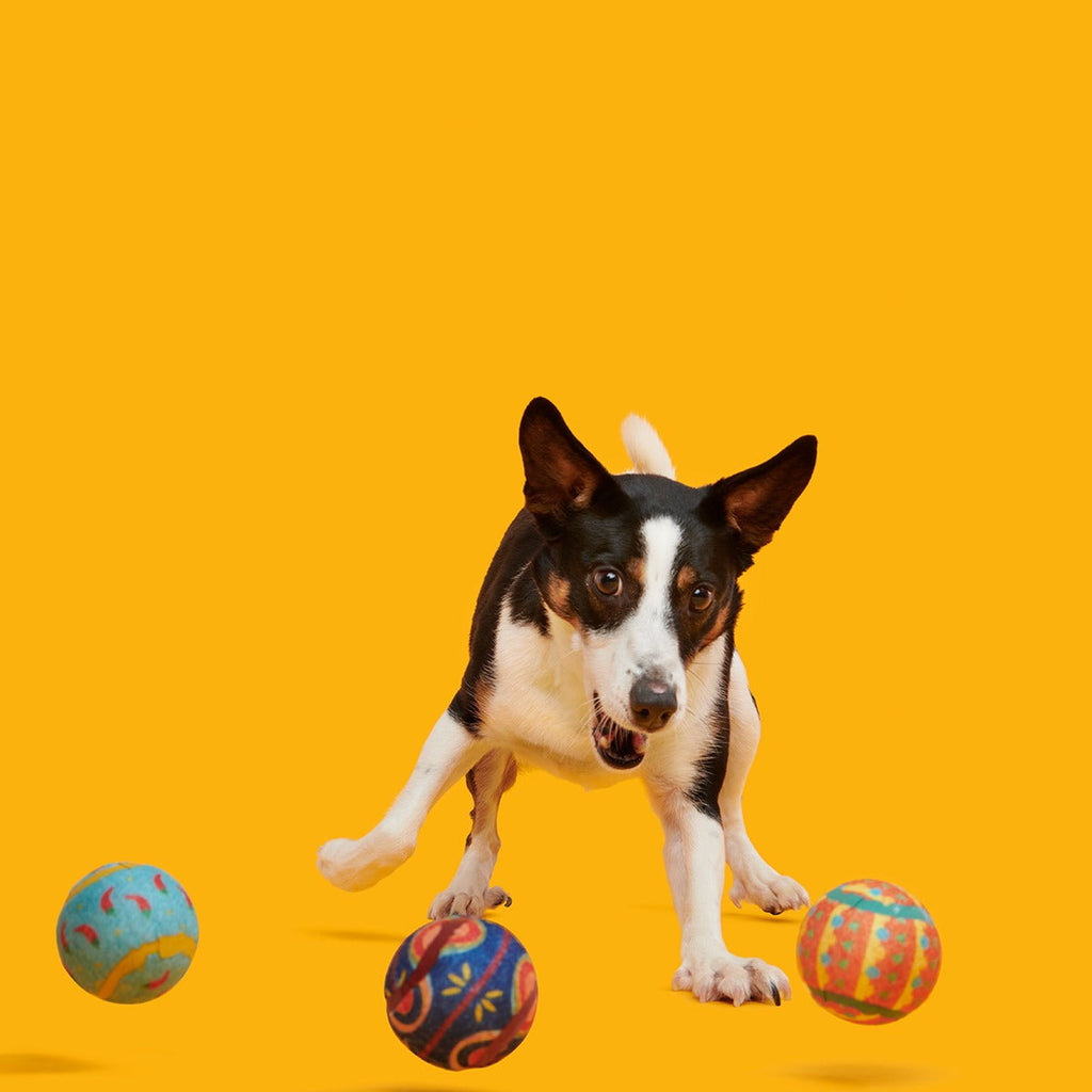 Fetch Mex Plush Multi-Part Fetch Dog Toy