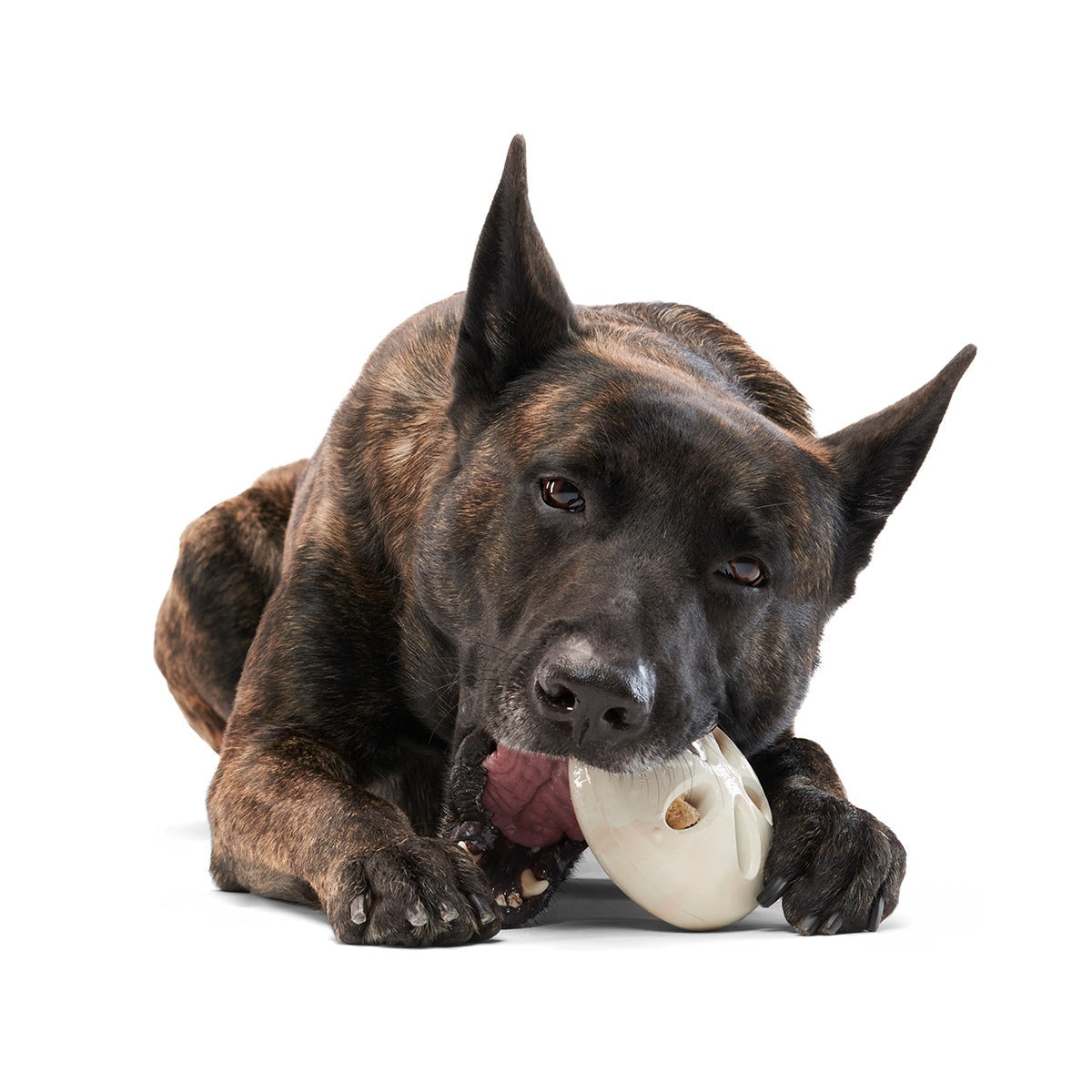 Snack Dollar Super Chewer Durable Enrichment + Fetch Dog Toy
